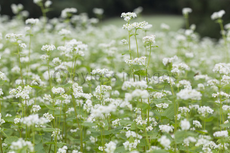 蕎麦の花 商用利用可能な写真素材 イラスト素材ならストックフォトの定額制ペイレスイメージズ