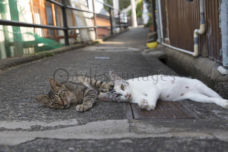 路地で横たわる猫たち 商用利用可能な写真素材 イラスト素材ならストックフォトの定額制ペイレスイメージズ