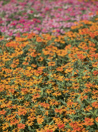 秋の花畑 ストックフォトの定額制ペイレスイメージズ