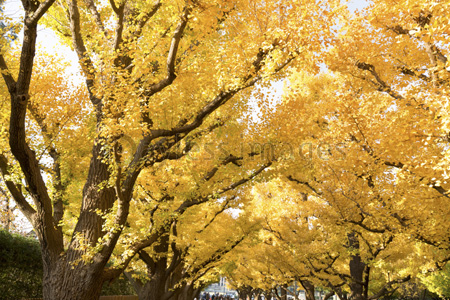 紅葉した神宮外苑のイチョウ並木 商用利用可能な写真素材 イラスト素材ならストックフォトの定額制ペイレスイメージズ