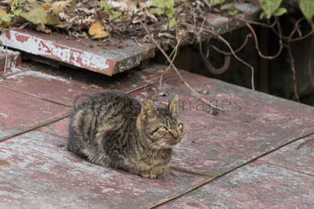 屋根の上で座る猫 ストックフォトの定額制ペイレスイメージズ