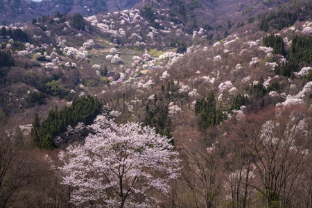 陸郷 桜仙峡のヤマザクラ ストックフォトの定額制ペイレスイメージズ