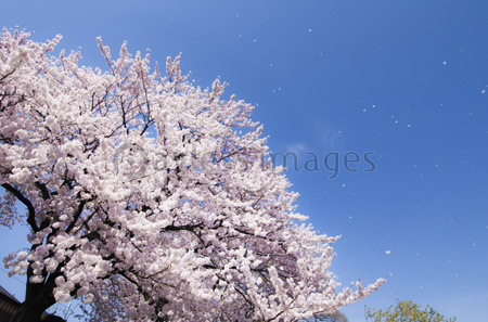 風に舞う桜の花びら 商用利用可能な写真素材 イラスト素材ならストックフォトの定額制ペイレスイメージズ