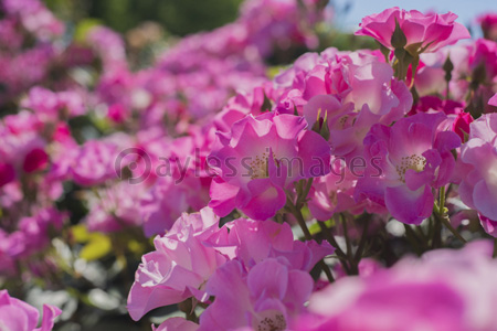 グラデーションのバラの花 - 商用利用可能な写真素材・イラスト素材