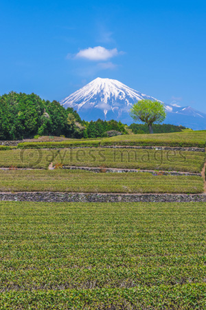 茶畑と富士山 ストックフォトの定額制ペイレスイメージズ