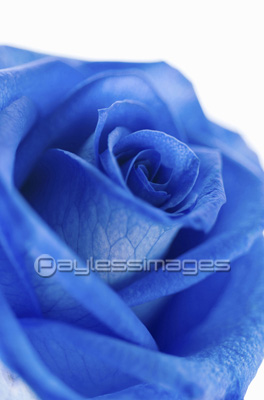 青いバラの写真 イラスト素材 写真素材 ストックフォトの定額制ペイレスイメージズ