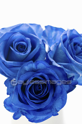 青いバラの写真 イラスト素材 写真素材 ストックフォトの定額制ペイレスイメージズ