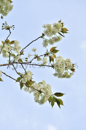 うこん桜 ストックフォトの定額制ペイレスイメージズ