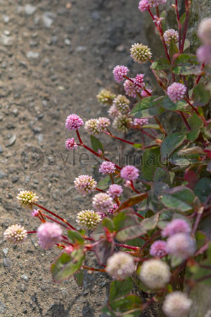 道端に咲く小さな花 商用利用可能な写真素材 イラスト素材ならストックフォトの定額制ペイレスイメージズ