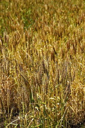 黄金色小麦 農林61号 ストックフォトの定額制ペイレスイメージズ