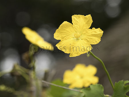 すべての花の画像 ベスト50 ヘチマ 雄花