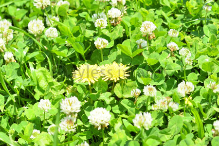 シロツメクサの咲く野原とたんぽぽ - 商用利用可能な写真素材 