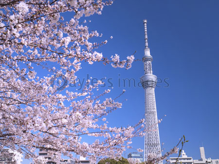 隅田公園 スカイツリーと桜並木 - 商用利用可能な写真素材・イラスト 