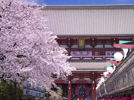 桜が満開の浅草寺 ストックフォトの定額制ペイレスイメージズ