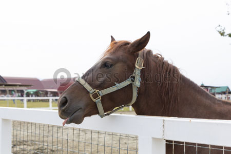 馬の顔 商用利用可能な写真素材 イラスト素材ならストックフォトの定額制ペイレスイメージズ