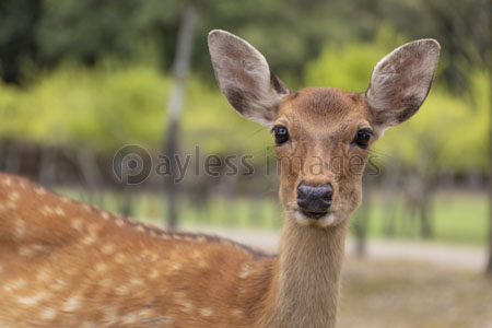 奈良公園の鹿 商用利用可能な写真素材 イラスト素材ならストックフォトの定額制ペイレスイメージズ