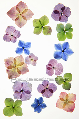 紫陽花の押し花 ストックフォトの定額制ペイレスイメージズ