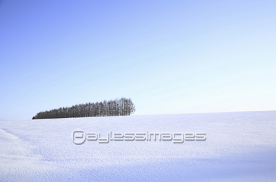 雪原のカラマツ防風林の写真 イラスト素材 Gf ペイレスイメージズ
