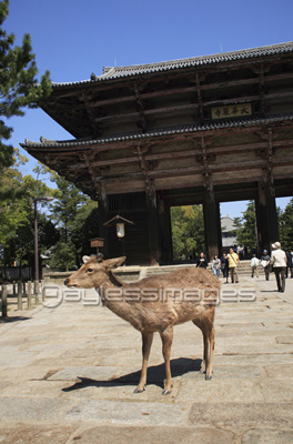 東大寺南大門前の鹿 ストックフォトの定額制ペイレスイメージズ