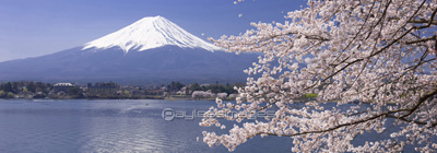 富士山と桜 ストックフォトの定額制ペイレスイメージズ