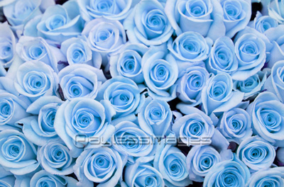 印刷可能 青い バラ イラスト 写真素材 フォトライブラリー