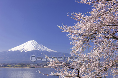 富士山と桜 - 商用利用可能な写真素材・イラスト素材ならストック