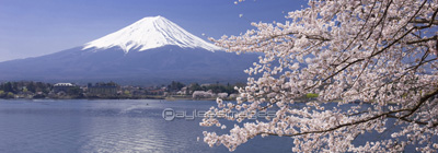 富士山と桜 - 商用利用可能な写真素材・イラスト素材ならストック