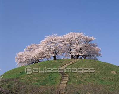 桜 丸墓山古墳 ストックフォトの定額制ペイレスイメージズ