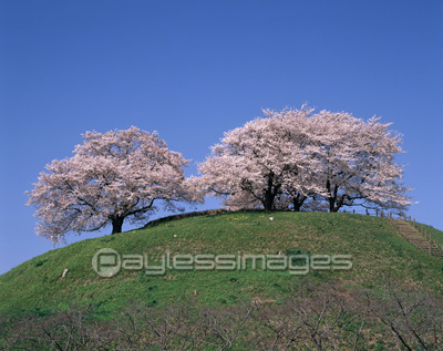 桜 丸墓山古墳 ストックフォトの定額制ペイレスイメージズ