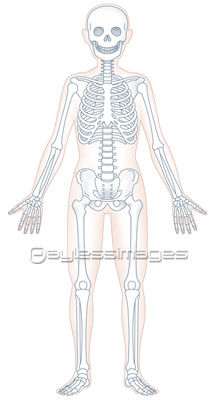 最高の無料イラスト 新着人体 骨 イラスト 無料