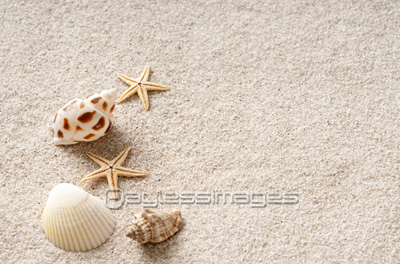 砂浜の貝殻 商用利用可能な写真素材 イラスト素材ならストックフォトの定額制ペイレスイメージズ