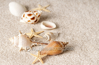 砂浜の貝殻 ストックフォトの定額制ペイレスイメージズ