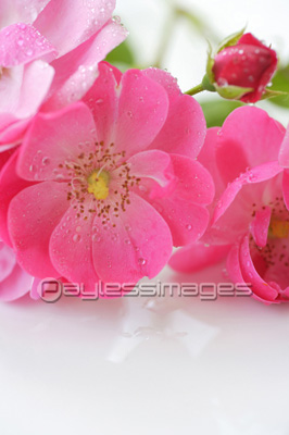 鮮やかなマゼンタ色の薔薇 ストックフォトの定額制ペイレスイメージズ