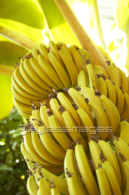 最高バナナ 木 イラスト ただのディズニー画像