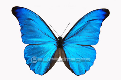 青い蝶 商用利用可能な写真素材 イラスト素材ならストックフォトの定額制ペイレスイメージズ