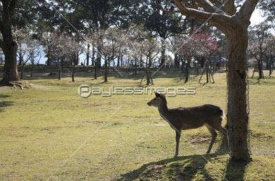 奈良公園 片岡梅林の写真 イラスト素材 Gf ペイレスイメージズ