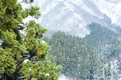 杉の木の写真 イラスト素材 写真素材 ストックフォトの定額制ペイレスイメージズ