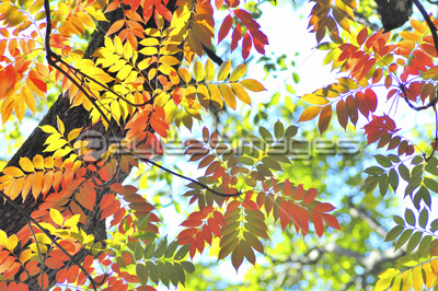 紅葉するハゼの葉 商用利用可能な写真素材 イラスト素材ならストックフォトの定額制ペイレスイメージズ