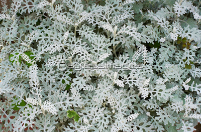 白いレースのような葉を持つ植物 ストックフォトの定額制ペイレスイメージズ