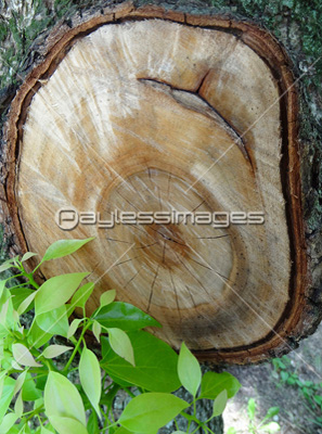 木の枝の断面 ストックフォトの定額制ペイレスイメージズ