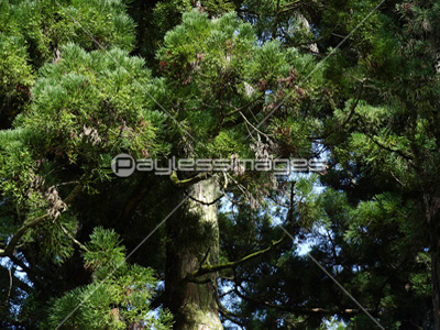 スギの木の写真 イラスト素材 Gf1120393580 ペイレスイメージズ