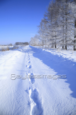 足跡のある雪道 ストックフォトの定額制ペイレスイメージズ