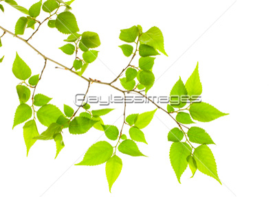 新緑の木の葉 ストックフォトの定額制ペイレスイメージズ