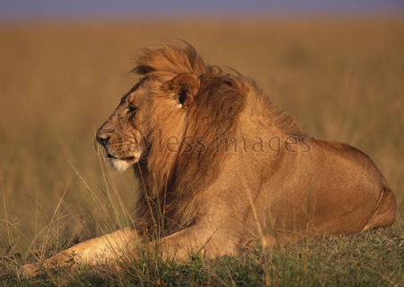ライオンの写真 イラスト素材 Hk0010013873 ペイレスイメージズ