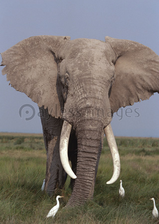 アフリカゾウの写真 イラスト素材 写真素材 ストックフォトの定額制ペイレスイメージズ