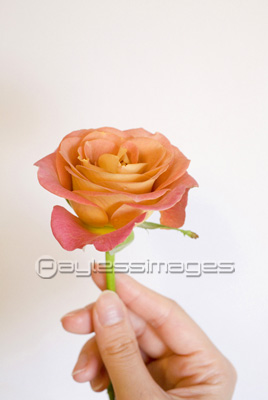バラを持つ手 商用利用可能な写真素材 イラスト素材ならストックフォトの定額制ペイレスイメージズ