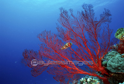 赤いサンゴとハリセンボン 商用利用可能な写真素材 イラスト素材ならストックフォトの定額制ペイレスイメージズ