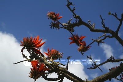 デイゴの花 商用利用可能な写真素材 イラスト素材ならストックフォトの定額制ペイレスイメージズ