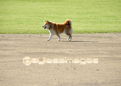 犬の後ろ姿 商用利用可能な写真素材 イラスト素材ならストックフォトの定額制ペイレスイメージズ