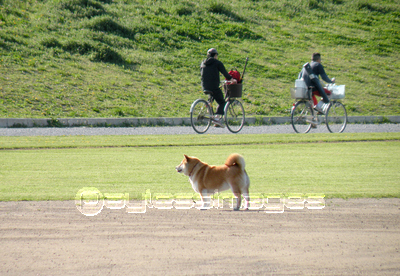 犬の後ろ姿 商用利用可能な写真素材 イラスト素材ならストックフォトの定額制ペイレスイメージズ